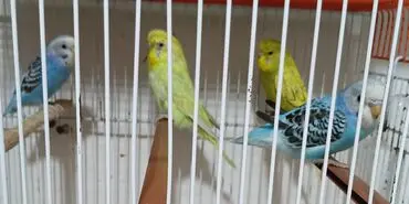 4-eded-tutuqusu-satilir-unvan-musfiq-qsbesi-id-94004420-863907993-1